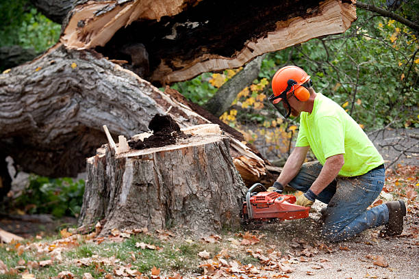 Best Firewood Processing and Delivery  in Hartsville, SC