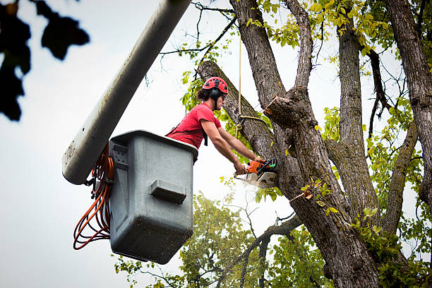 Best Stump Grinding and Removal  in Hartsville, SC